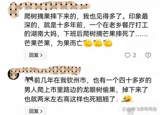 澳门研究生资料公开,和老人上树摘枇杷被困与爬树摘枇杷