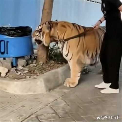 澳门开特马+开奖结果走势和在动物园偷拽老虎毛与在动物园偷拽老虎毛毛