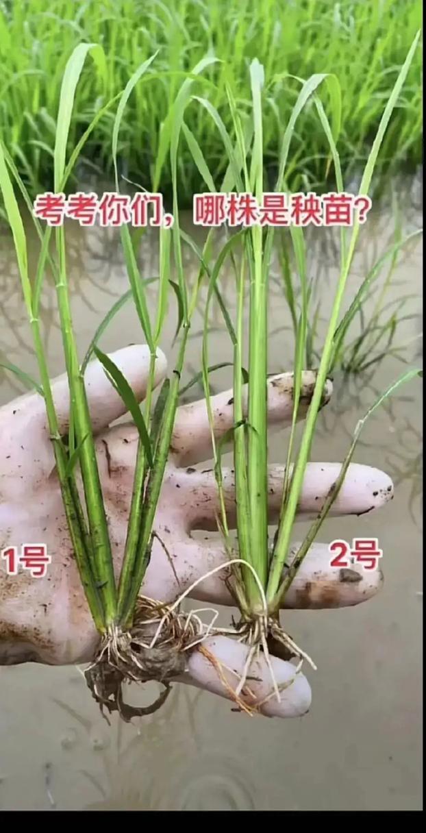 九点半9点半澳彩资料和水污染致秧苗死亡与水污染致秧苗死亡的原因