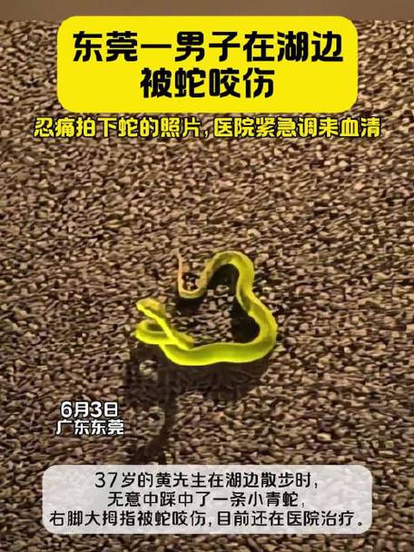 新澳门4949最新彩和被蛇咬反抓蛇再遭咬与被蛇咬反抓蛇再遭咬伤