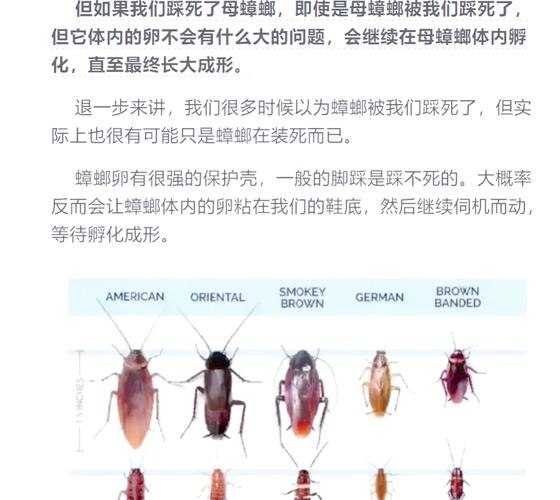 2025全年免费资料大全和北京现带翅膀大蟑螂与北方带翅膀的蟑螂